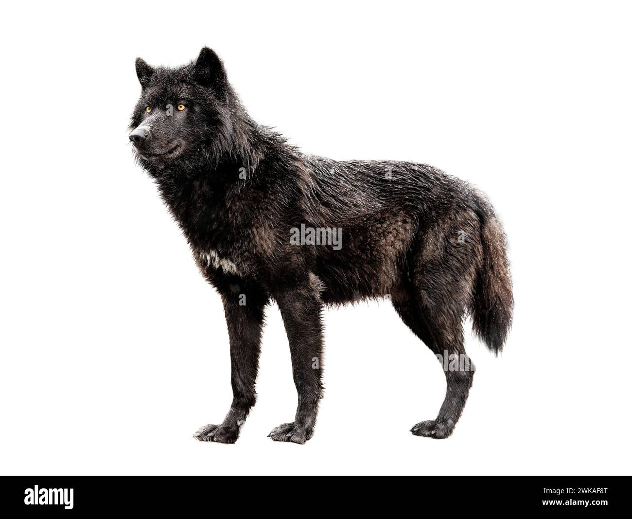 Loup noir canadien humide isolé sur fond blanc. Banque D'Images