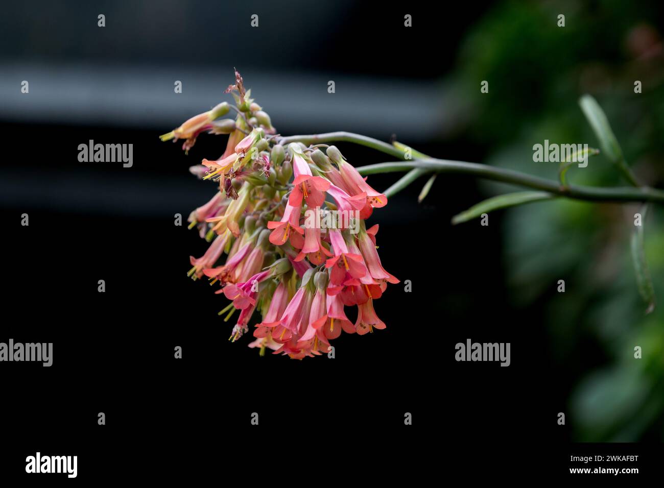 Fleur de Kalanchoe Delagoensis. (Kalenchoe Tubiflora, plante Chandalier, plante mère de millions). Banque D'Images