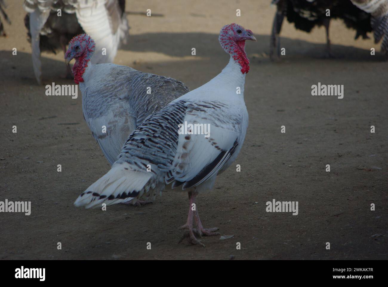 dinde albinos (Meleagris sp.), famille des Phasianidae Banque D'Images