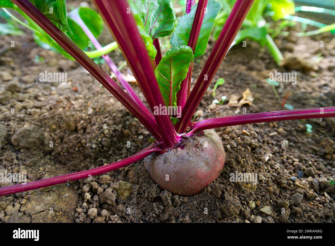 Une jeune plante de betterave rouge dans un jardin Banque D'Images