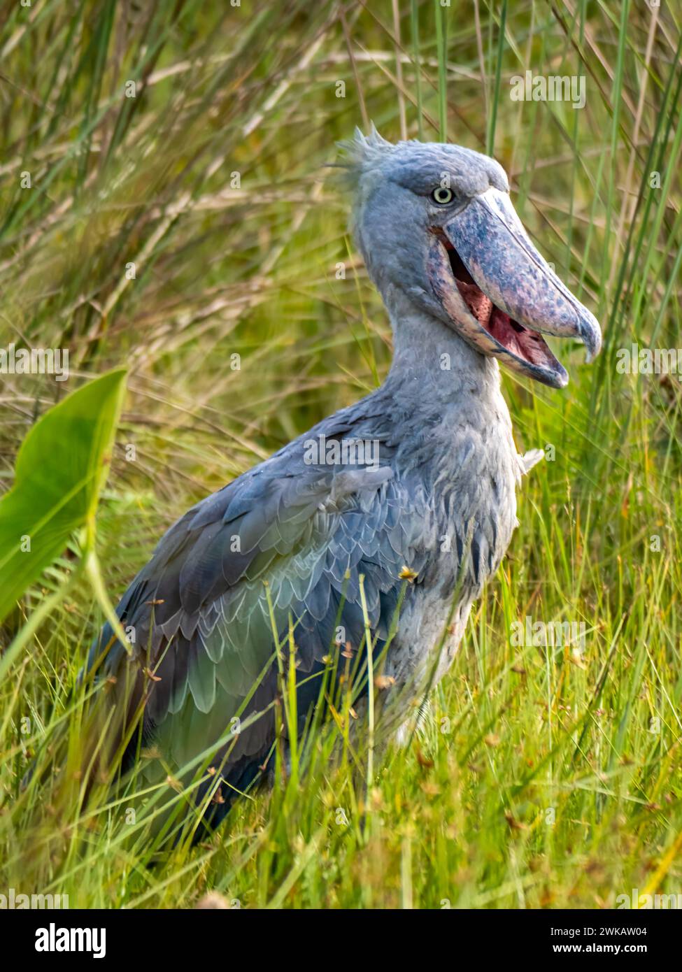 Un bec de chaussure (Balaeniceps rex) dans le marais de Mabamba au lac Victoria près d'Entebbe. Banque D'Images