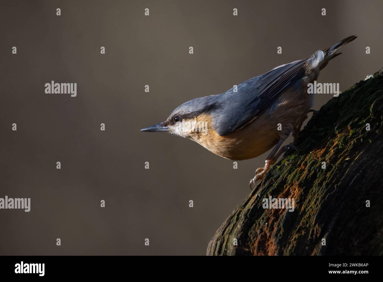 Nuthatch (Sitta europaea) à Perth, Écosse, Royaume-Uni. Banque D'Images