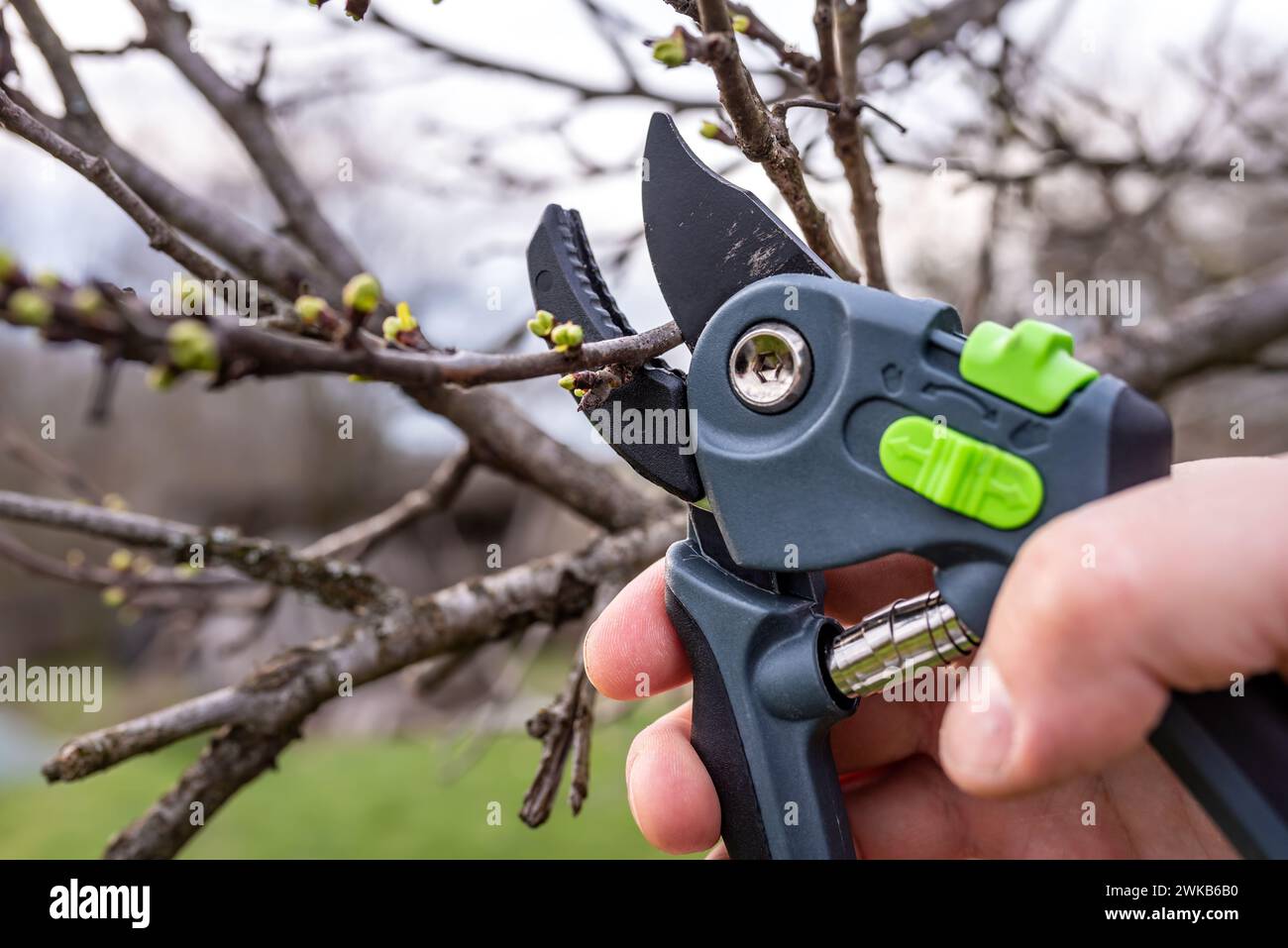 Un jardinier élague un prunier avec des sécateurs dans un jardin printanier. Banque D'Images
