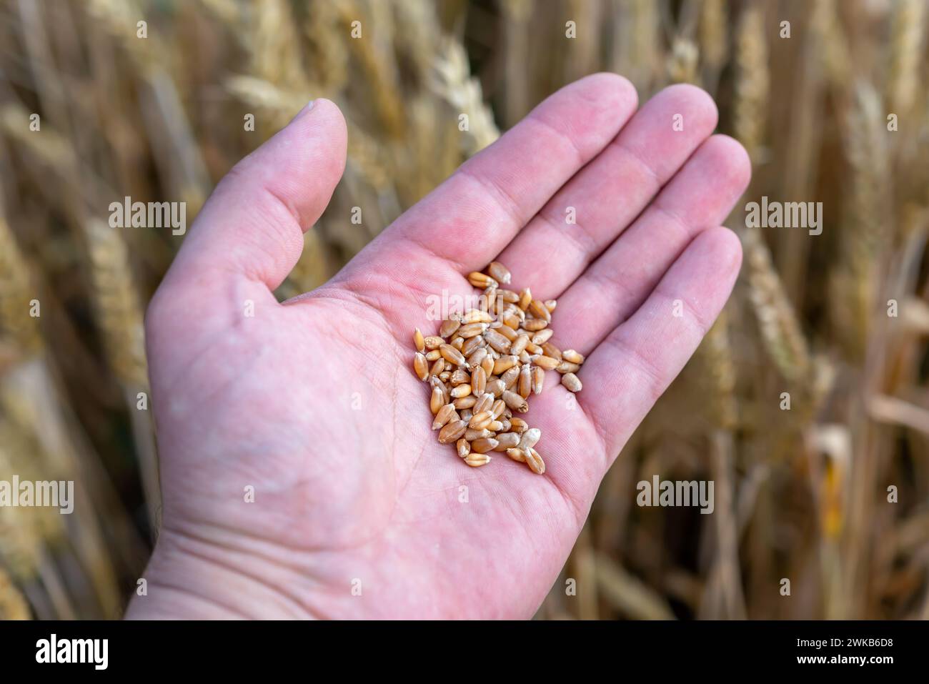 Une main de fermier tenant un grain de blé dans un champ de blé. Mise au point sélective. Banque D'Images