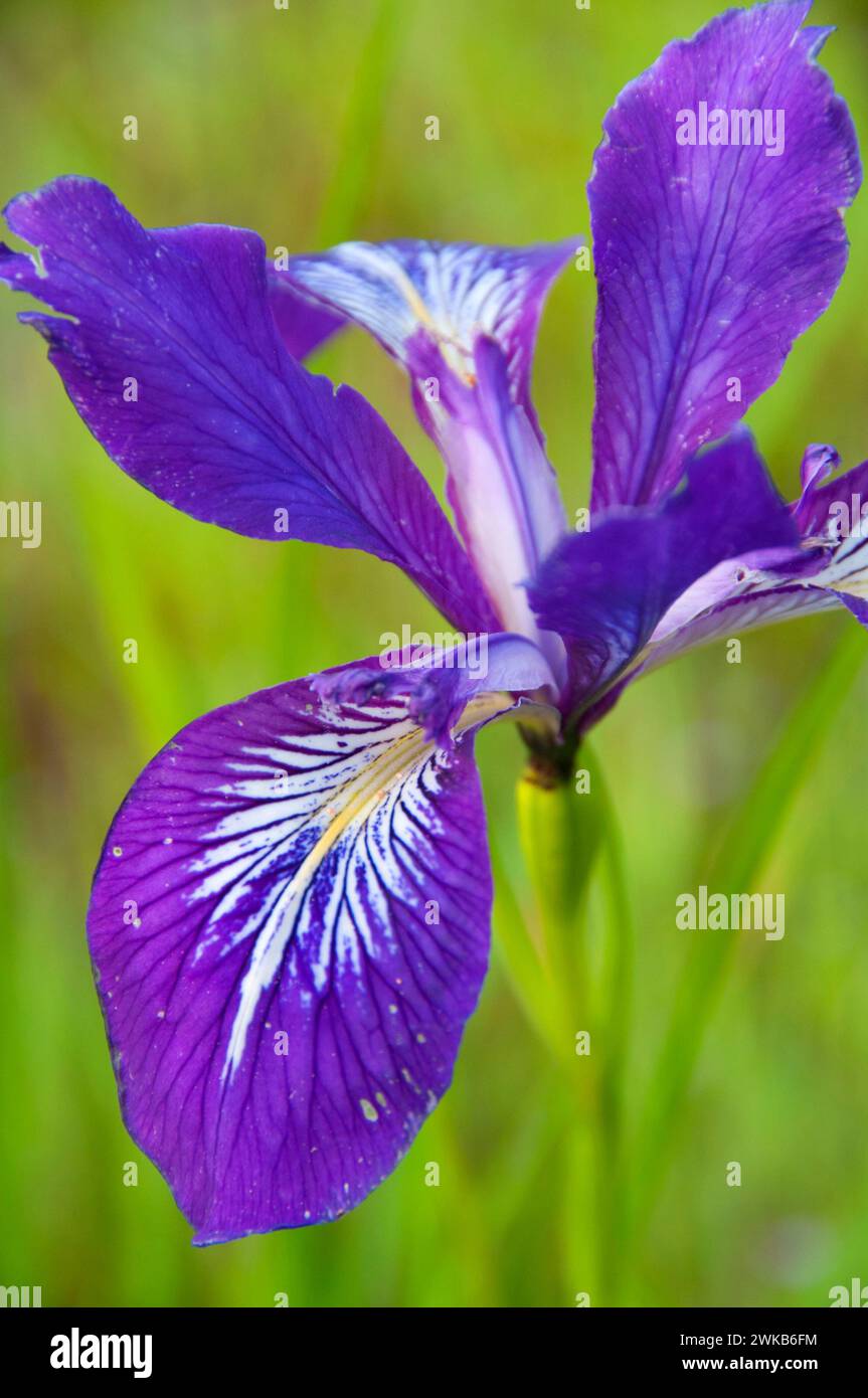Oregon (iris Iris tenax), William Finley National Wildlife Refuge, Oregon Banque D'Images
