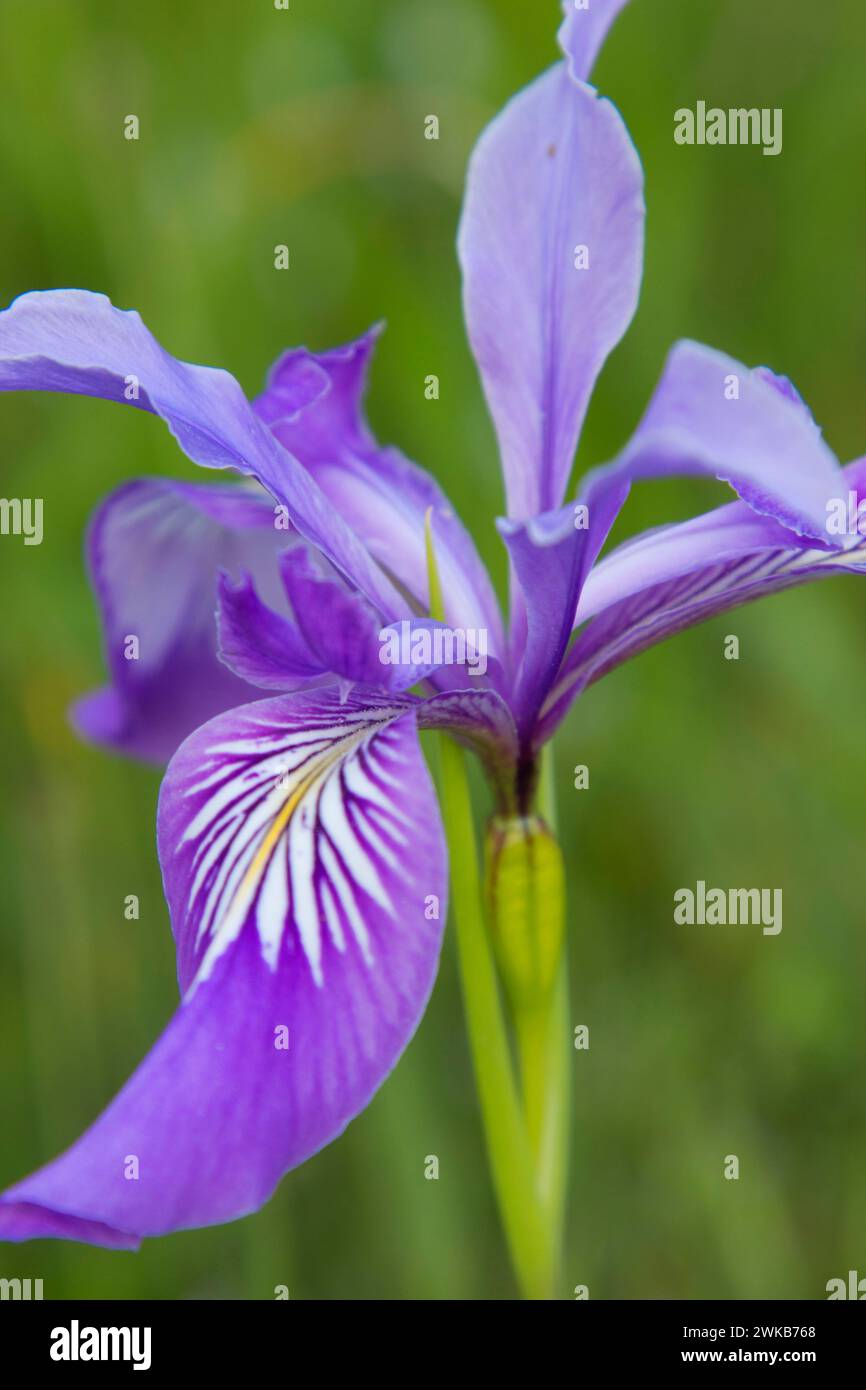 Oregon (iris Iris tenax), William Finley National Wildlife Refuge, Oregon Banque D'Images