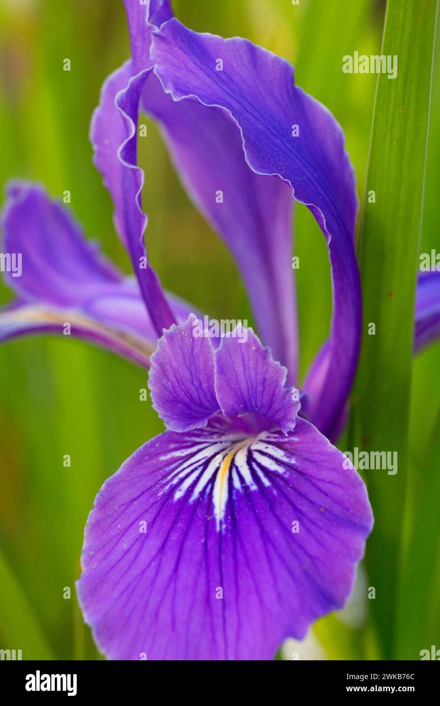 Oregon (iris Iris tenax), William Finley National Wildlife Refuge, Oregon Banque D'Images