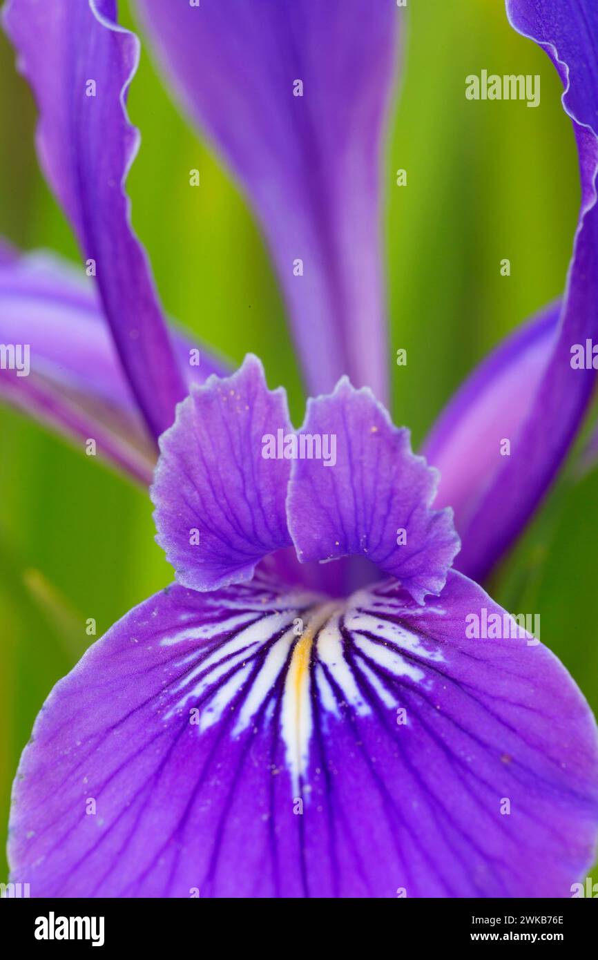 Oregon (iris Iris tenax), William Finley National Wildlife Refuge, Oregon Banque D'Images