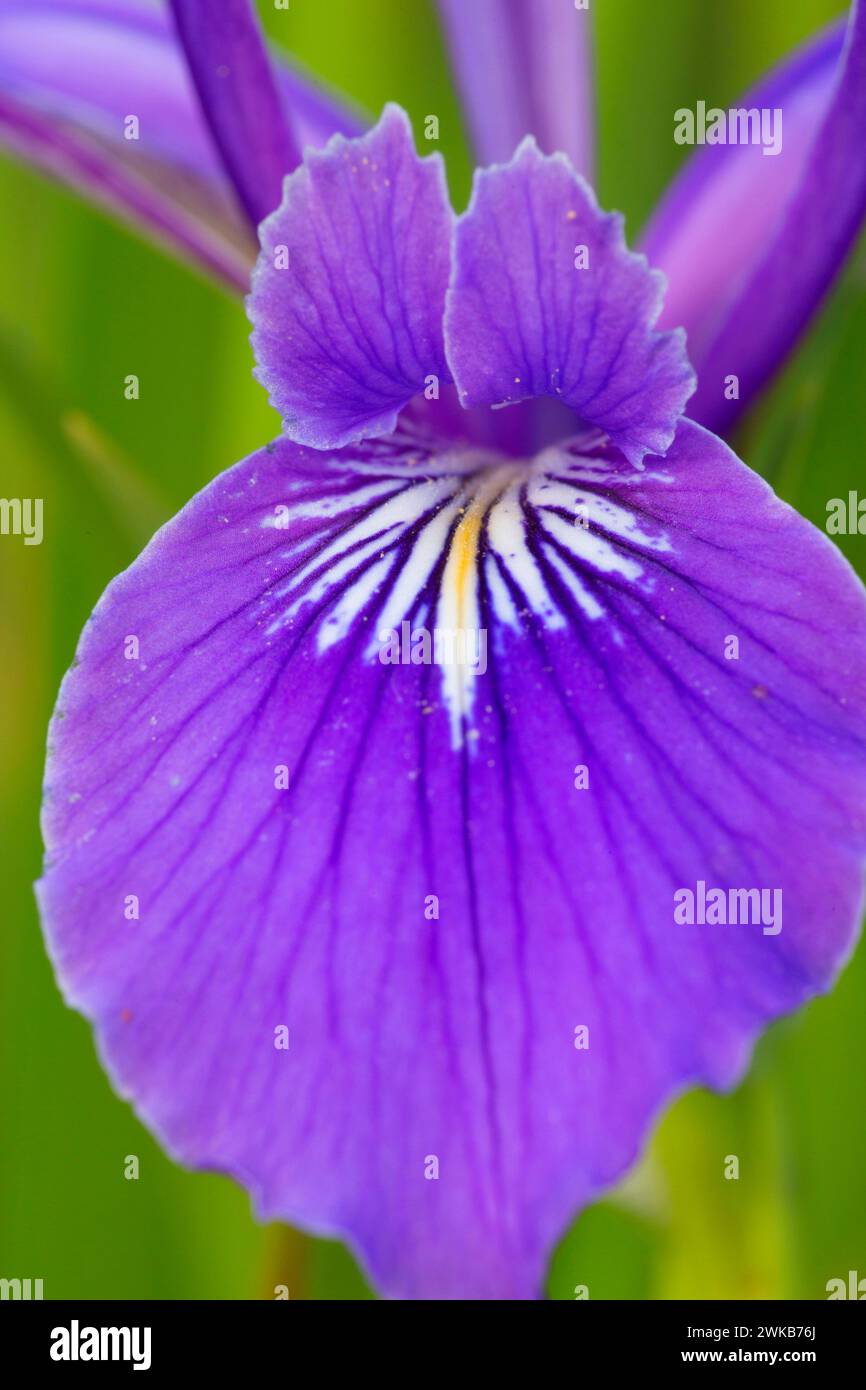 Oregon (iris Iris tenax), William Finley National Wildlife Refuge, Oregon Banque D'Images