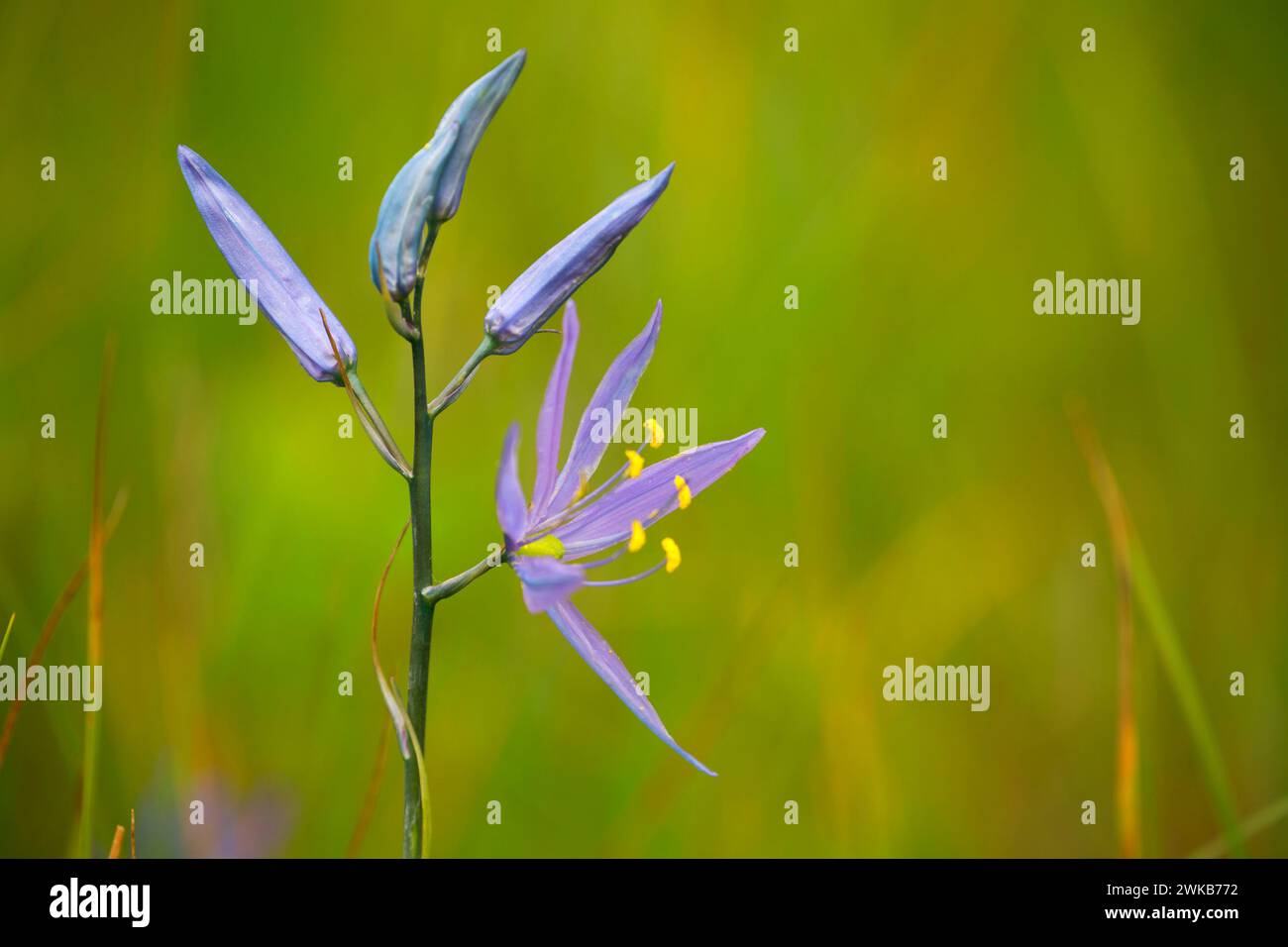 Camas commun, Fern Ridge de faune, de l'Oregon Banque D'Images