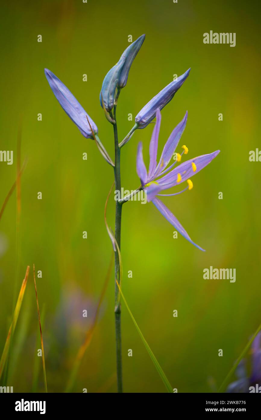 Camas commun, Fern Ridge de faune, de l'Oregon Banque D'Images