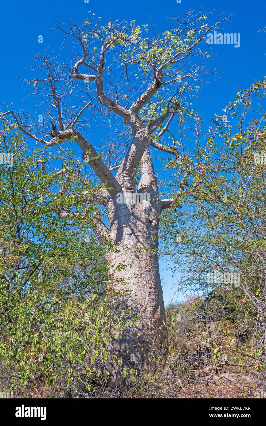 Baobab poussant dans la savane dans la réserve forestière de Sibuyu au Botswana Banque D'Images