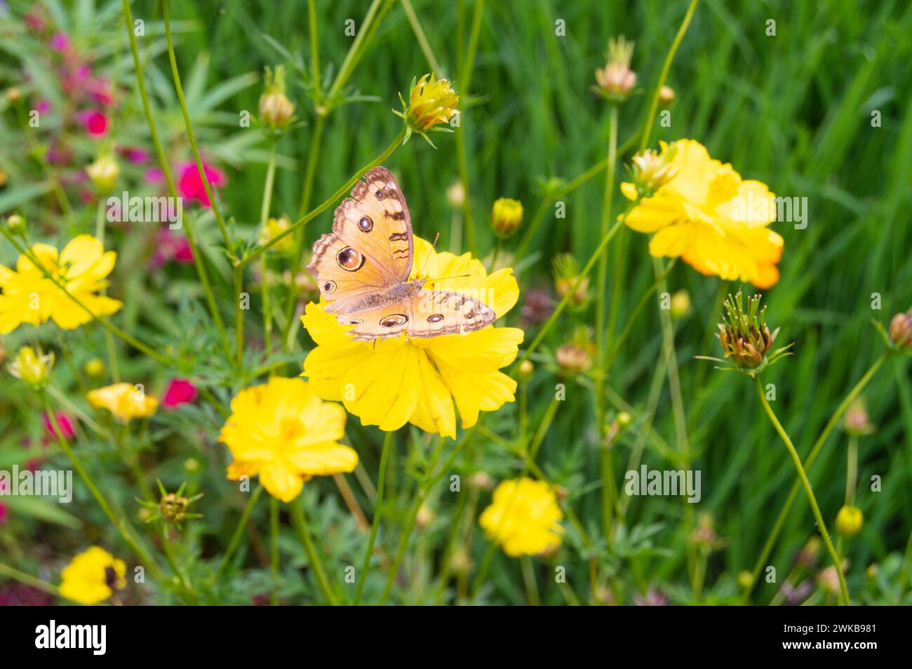 vue des papillons sur les fleurs jaunes de kenikir Banque D'Images