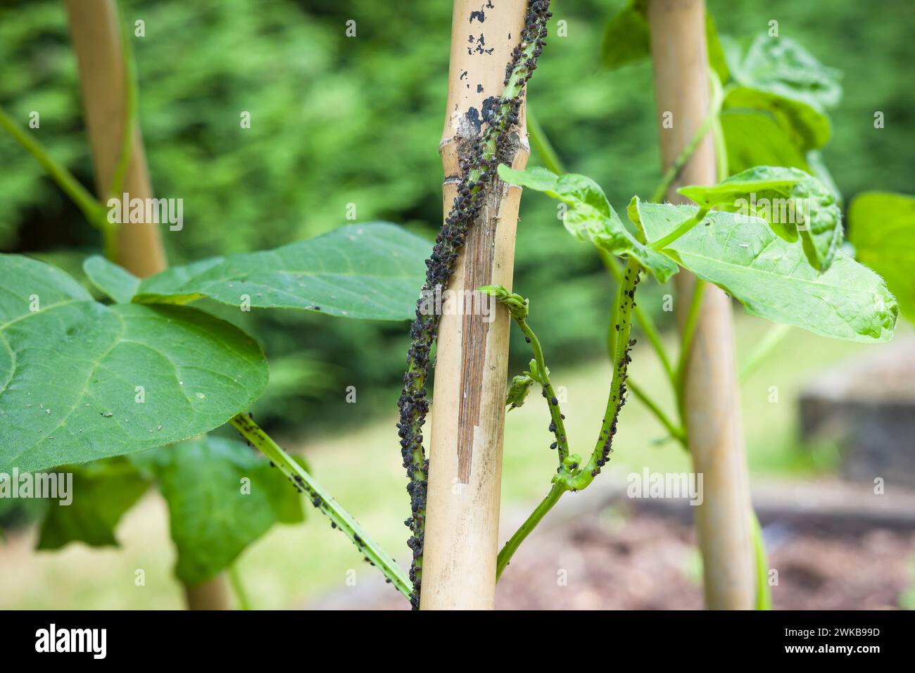 Pucerons, mouche noire (pucerons de haricots noirs, mouches noires) sur la tige d'une plante de haricot coureur (haricot chasseur, Phaseolus vulgaris). Jardin britannique Banque D'Images