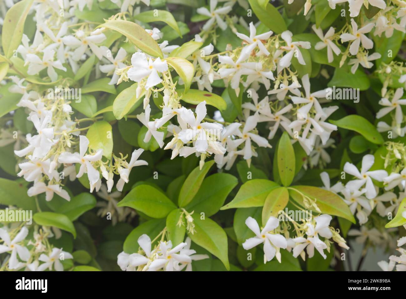 Fleurs jasmin. Trachelospermum jasminoides avec fleurs blanches Banque D'Images