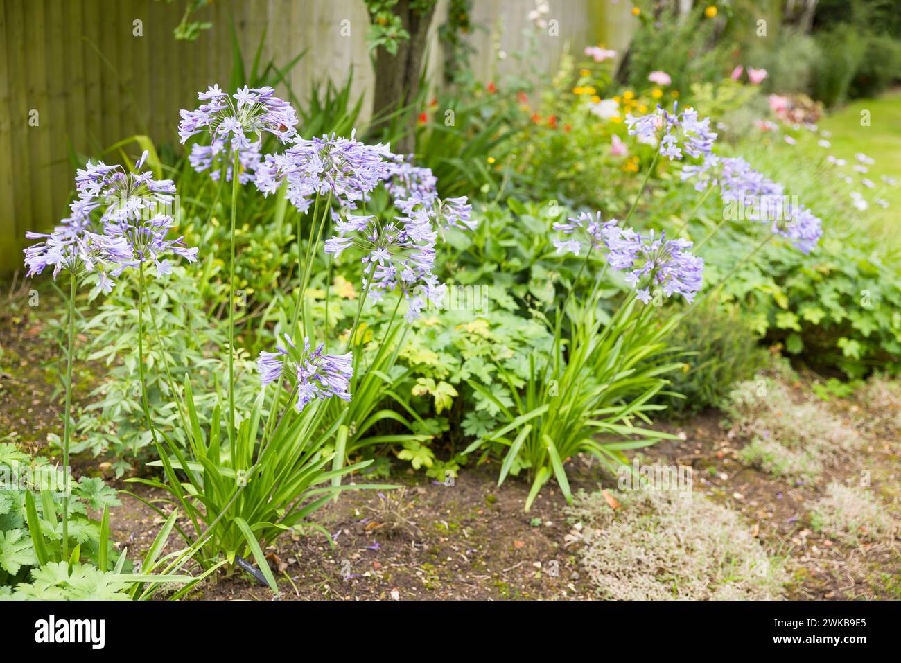 Plante Blue Agapanthus (lis africain) poussant dans le parterre de fleurs de jardin anglais, Royaume-Uni Banque D'Images