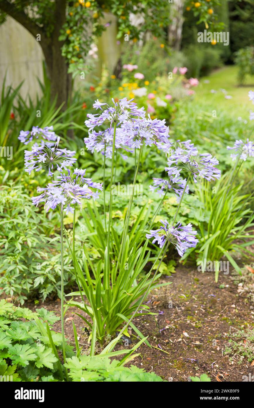 Plante Blue Agapanthus (lis africain) poussant dans le parterre de fleurs de jardin anglais, Royaume-Uni Banque D'Images