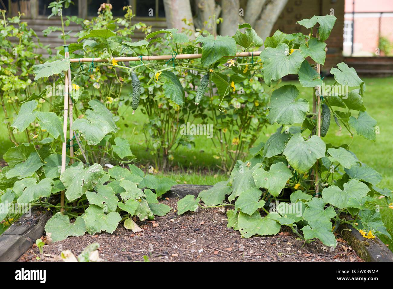 Plantes de concombre (concombres striés du Bedfordshire Prize) poussant à l'extérieur dans un potager anglais en été, Royaume-Uni Banque D'Images