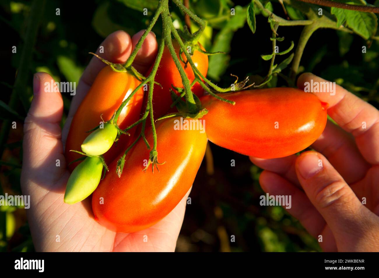 Tomate pourprée, Marion County, Oregon Banque D'Images