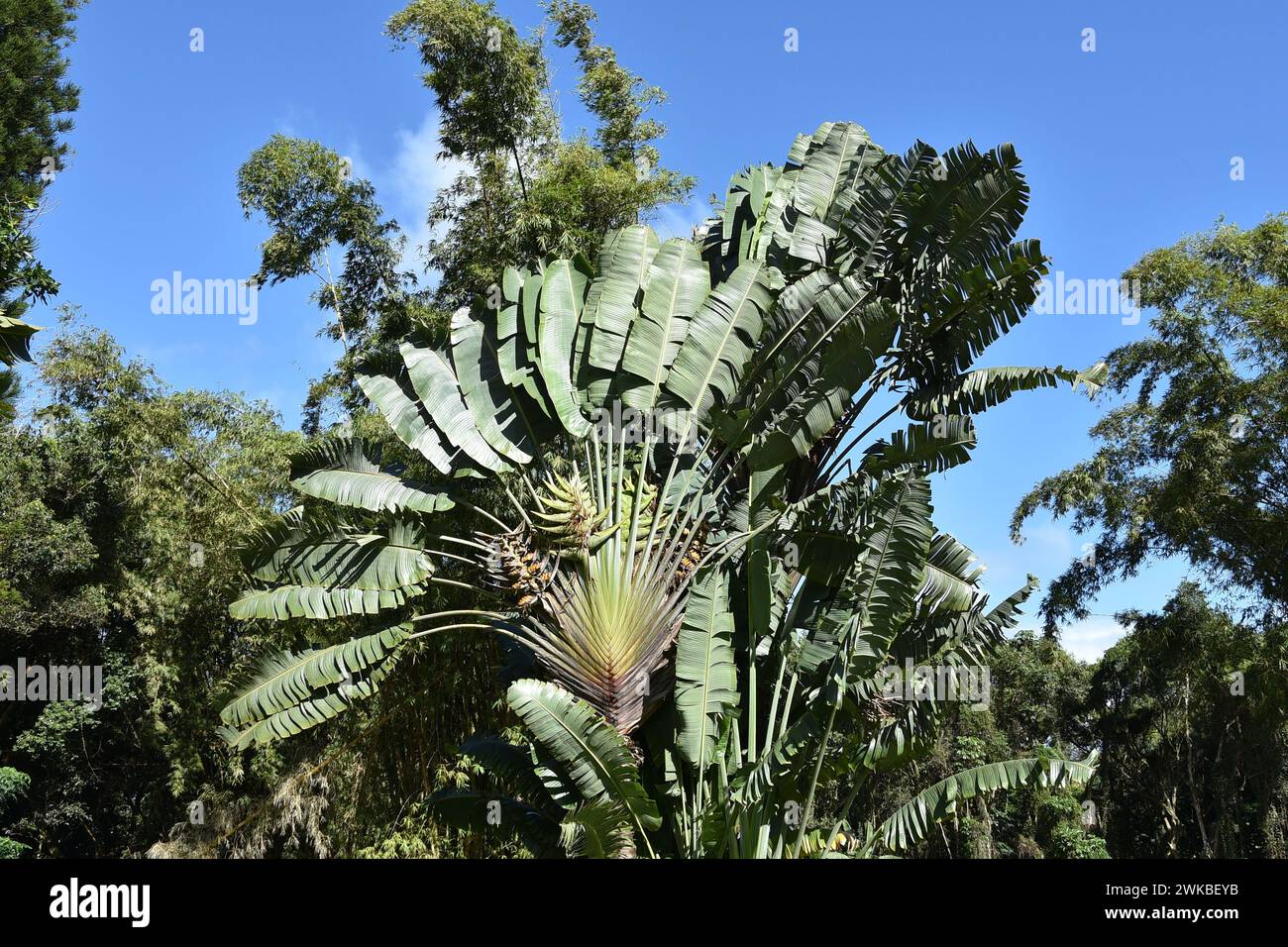 Palmier géant des voyageurs hawaïens Banque D'Images