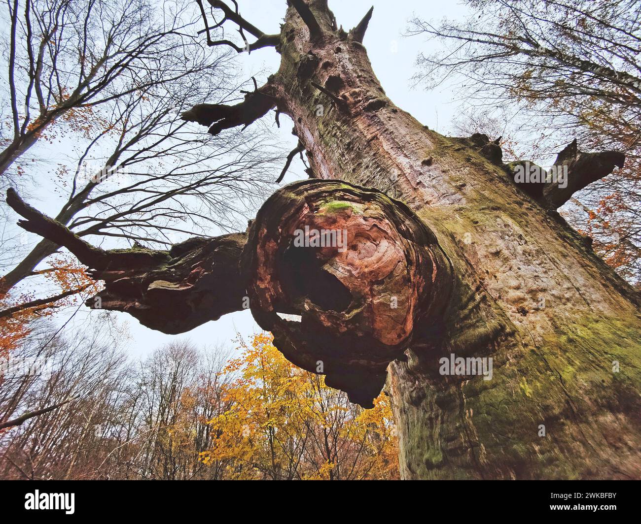 Vieux arbre mort dans la forêt primitive de Sababurg en automne, Allemagne, Hesse, Gutsbezirk Reinhardswald Banque D'Images