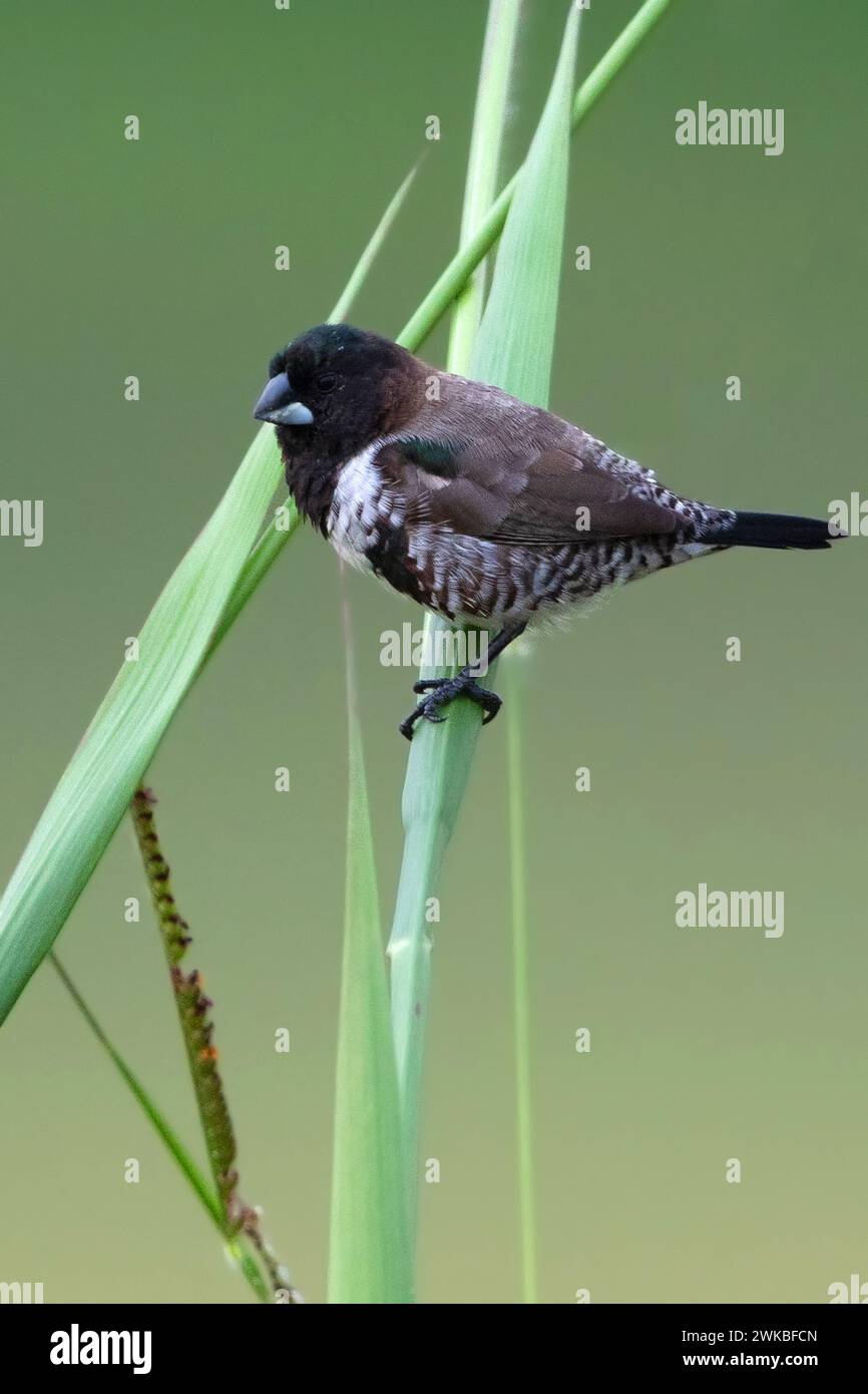 Mannikin en bronze (Lonchura cucullata, Spermestes cucullata), perché sur une tige de roseau dans un marais de forêt tropicale, Guinée équatoriale Banque D'Images