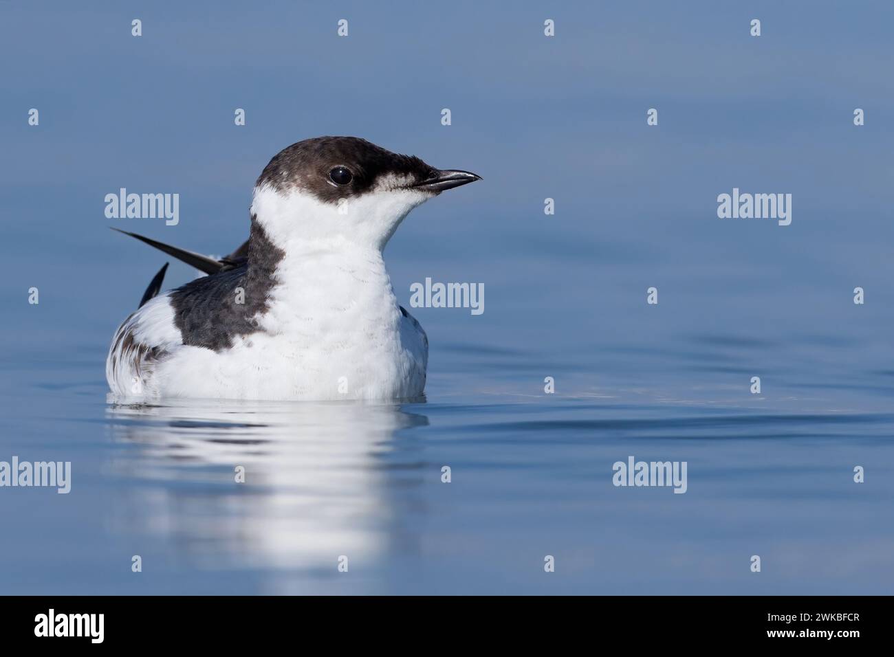Murrelet marbré (Brachyramphus marmoratus), en plumage hivernal, États-Unis Banque D'Images