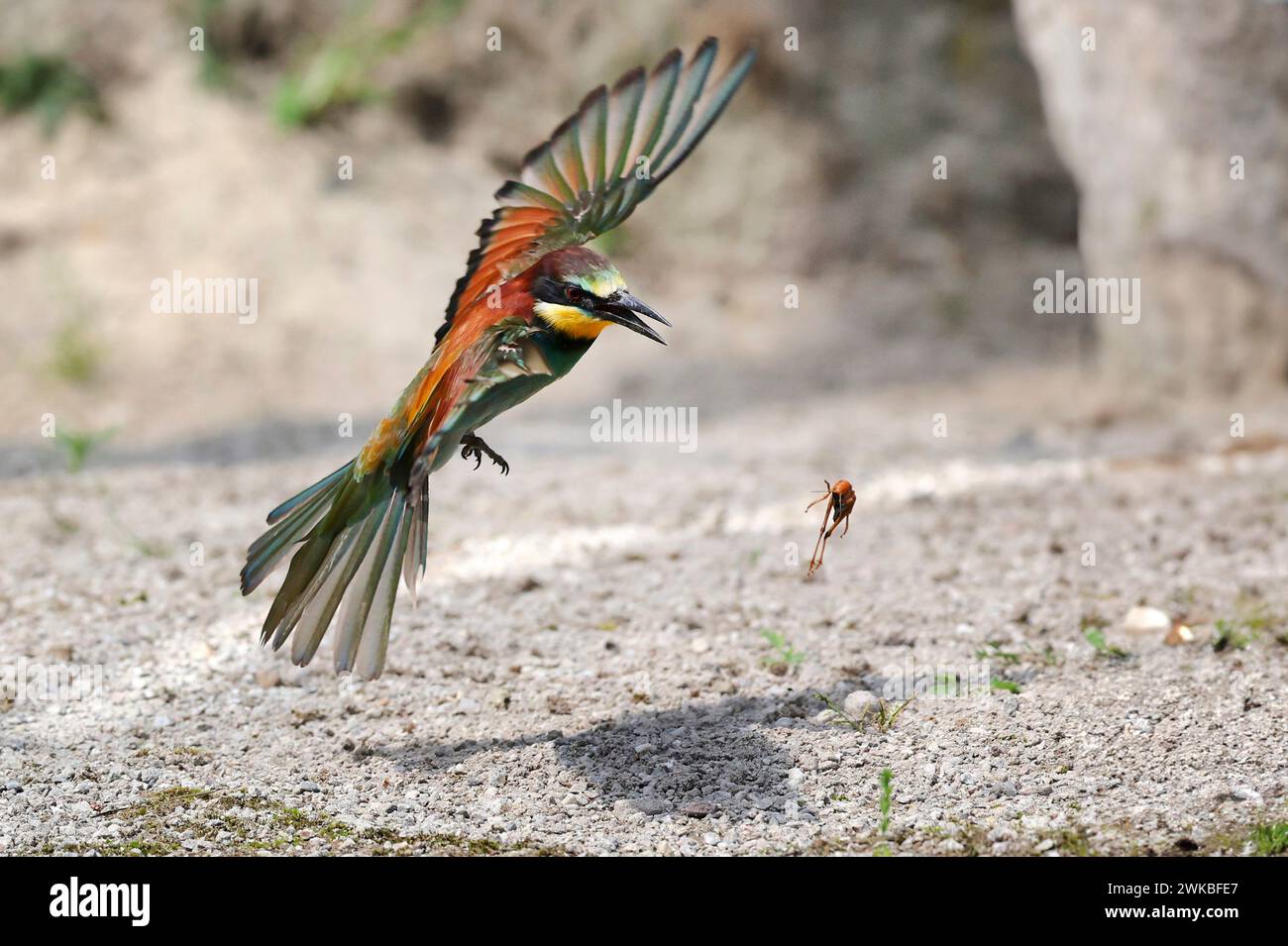 Mangeur d'abeilles européen (Merops apiaster), pourchassant une sauterelle en vol, pays-Bas, Drenthe Banque D'Images