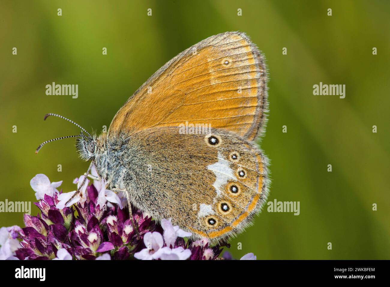 Bruyère de châtaignier (Coenonympha glycerion, Coenonympha iphis), assise sur Origanum vulgare, Allemagne Banque D'Images