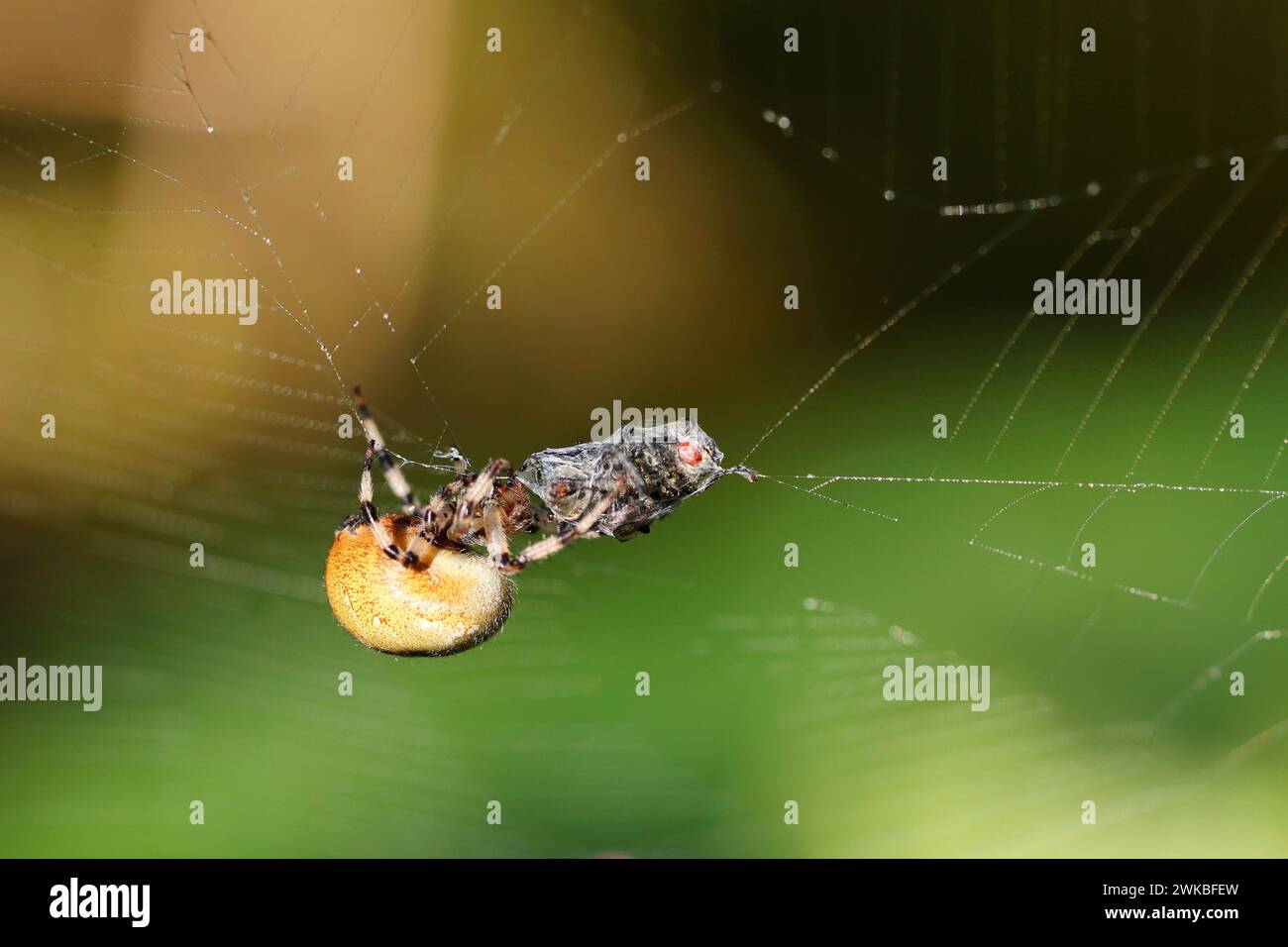 Orbweaver à quatre taches (Araneus quadratus), femelle avec mouche capturée dans le filet, Allemagne, Mecklembourg-Poméranie occidentale Banque D'Images