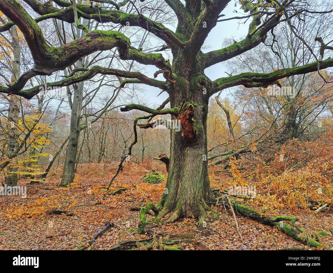 Vieux arbres dans la forêt primitive de Sababurg en automne, Allemagne, Hesse, Gutsbezirk Reinhardswald Banque D'Images