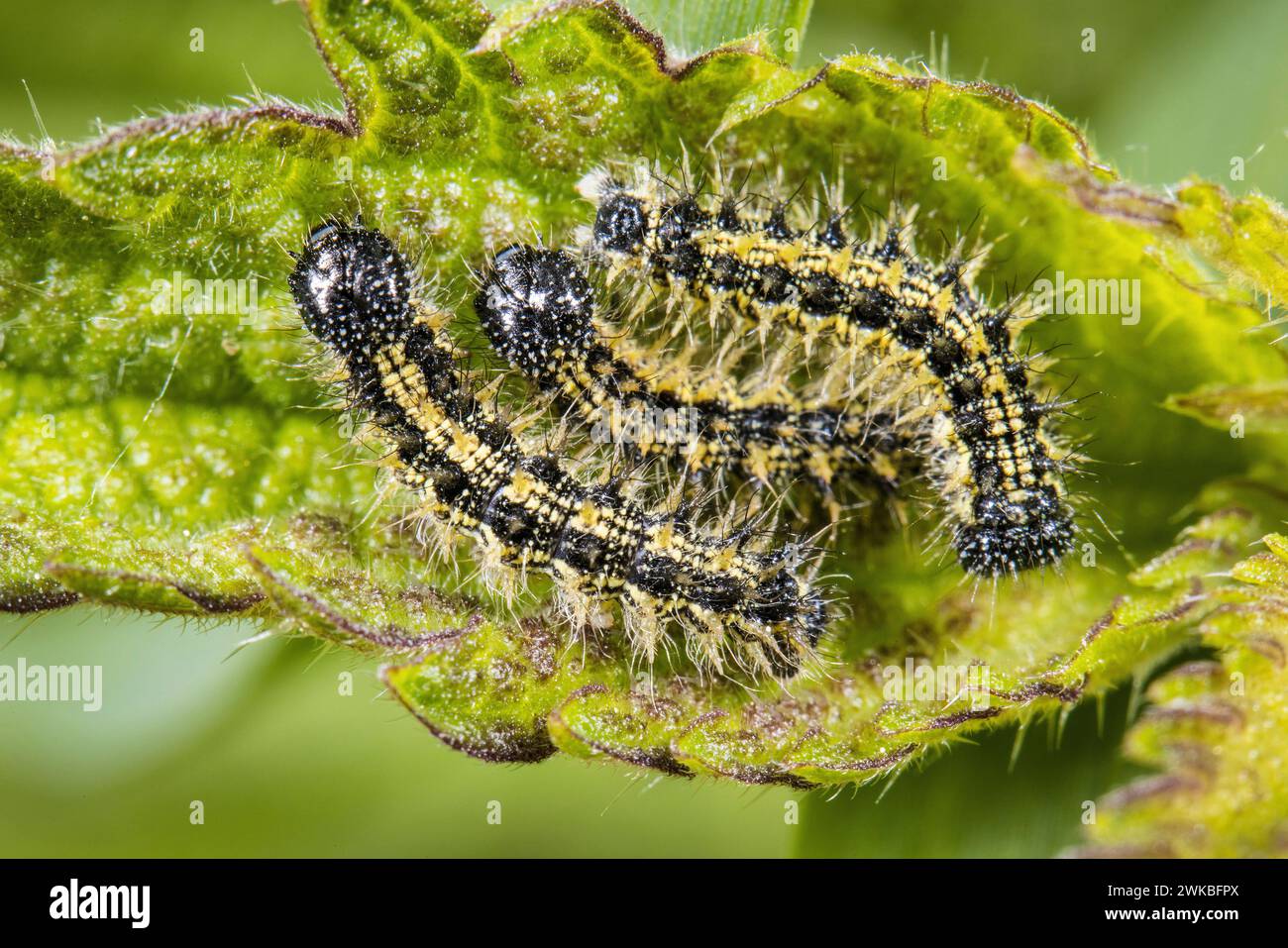 Petit écaille de tortue (Aglais urticae, Nymphalis urticae), chenilles sur feuille d'ortie, Allemagne Banque D'Images