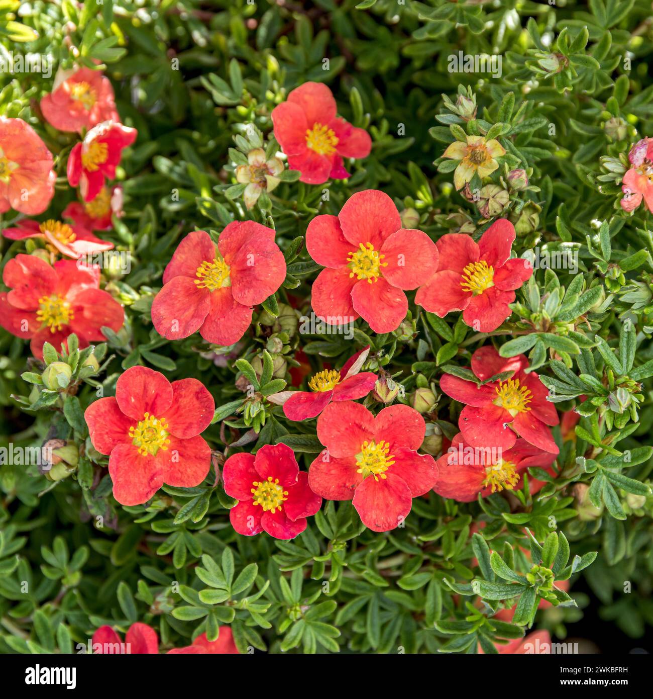 Arbustes, rose jaune (Potentilla fruticosa 'Marian Red Robin', Potentilla fruticosa Marian Red Robin, Dasiphora fruticosa), floraison rouge u Banque D'Images