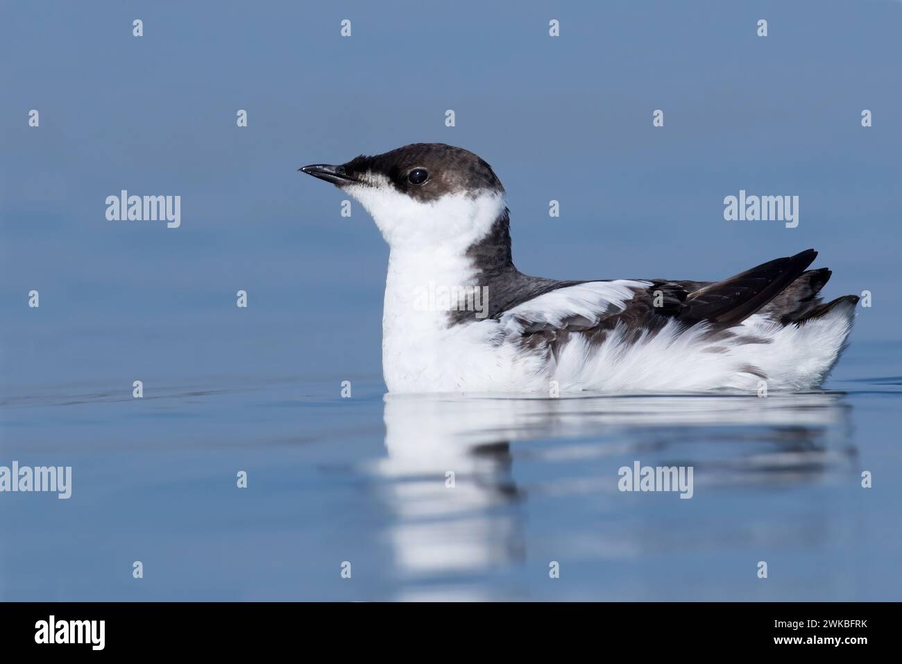 Murrelet marbré (Brachyramphus marmoratus), en plumage hivernal, États-Unis Banque D'Images
