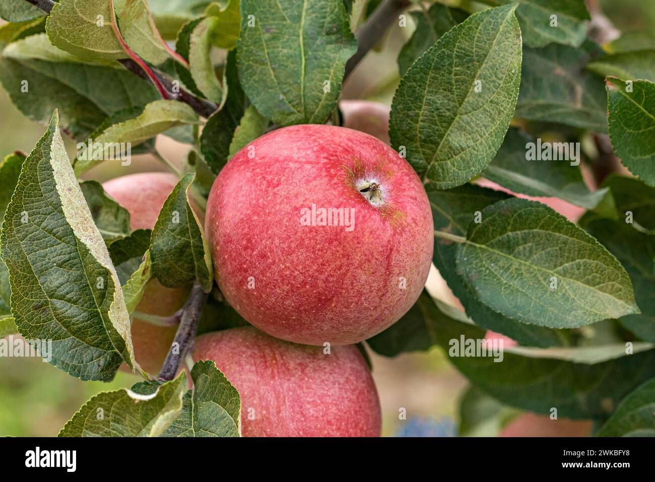 pomme (Malus domestica 'Rheinischer Bohnapfel', Malus domestica Rheinischer Bohnapfel), cultivar Rheinischer Bohnapfel Banque D'Images