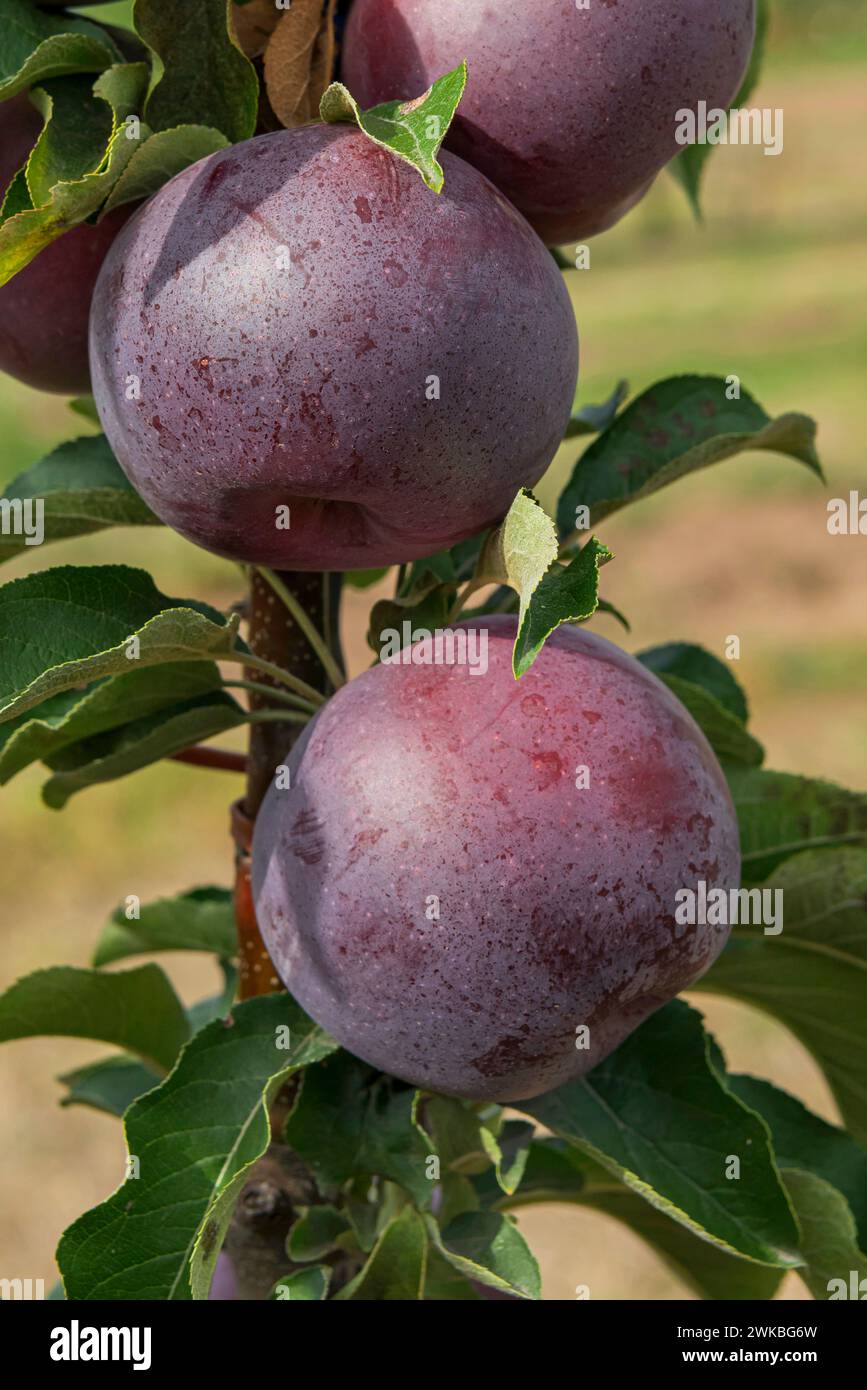pomme (Malus domestica 'Starline Blue Moon', Malus domestica Starline Blue Moon), cultivar Starline Blue Moon Banque D'Images