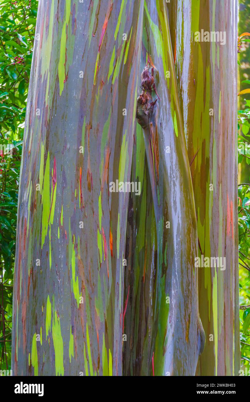 Eucalyptus arc-en-ciel, Eucalyptus deglupta, sur la route de Hana sur l'île de Maui à Hawaii. Banque D'Images