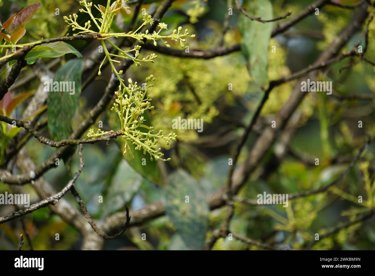 La fleur d'avocat (Persea americana, poire avocat, poire alligator) dans le fond de la nature Banque D'Images