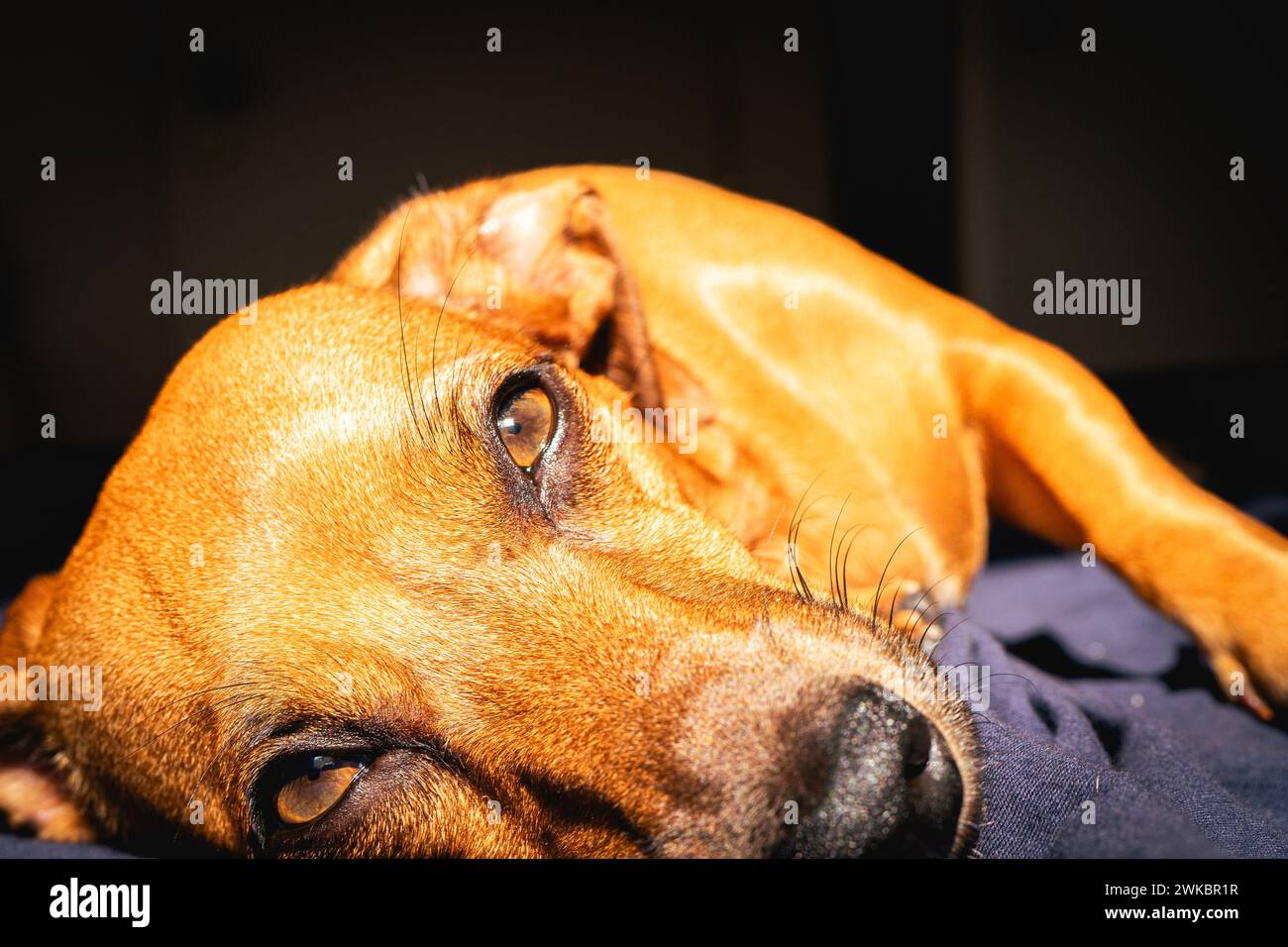 Le petit chien brun aime la lumière du soleil. Banque D'Images