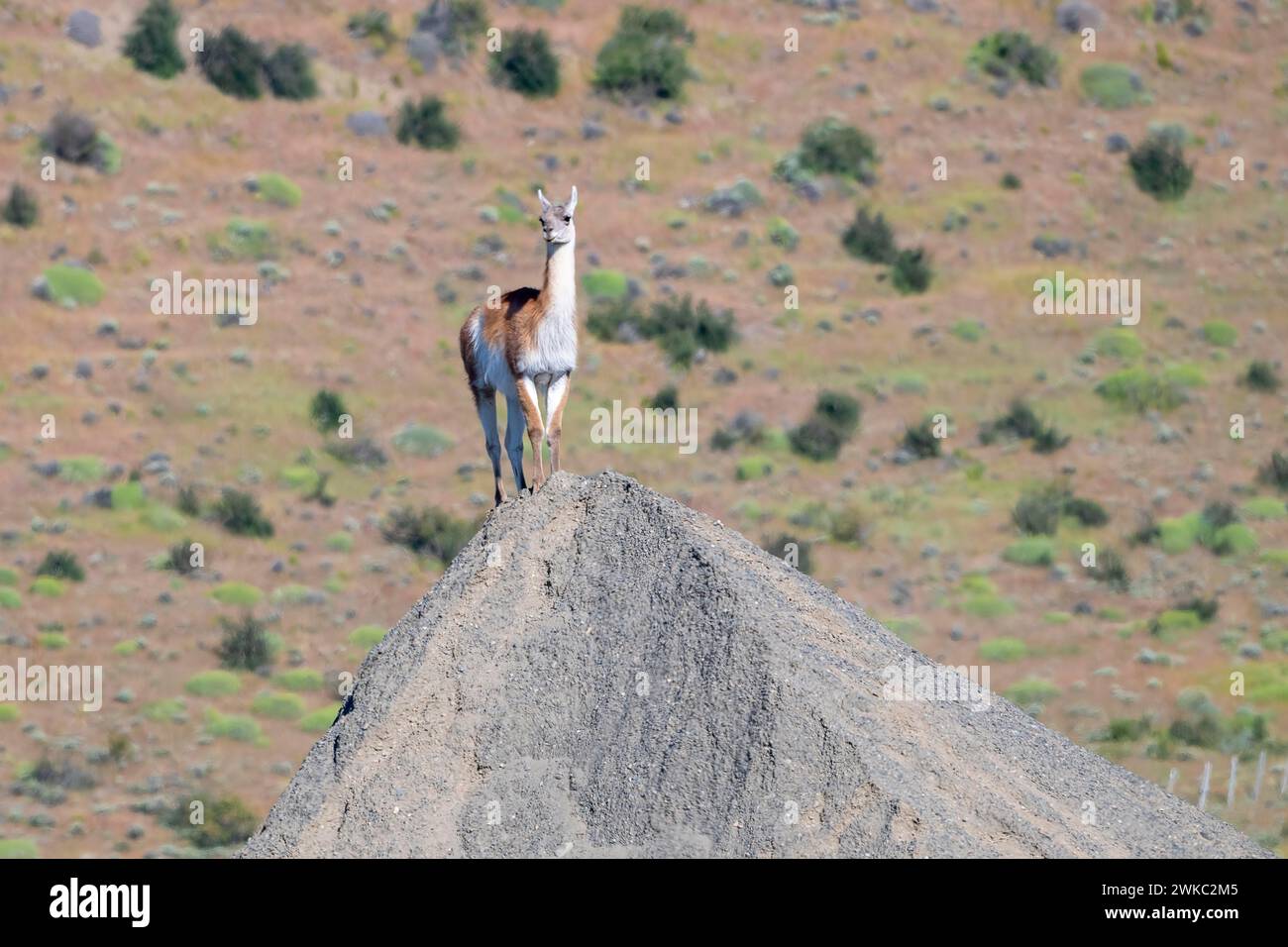 Guanaco (Llama guanicoe), Huanaco, animal vigilant avec vue depuis une colline, Parc National Torres del Paine, Patagonie, bout du monde, Chili Banque D'Images