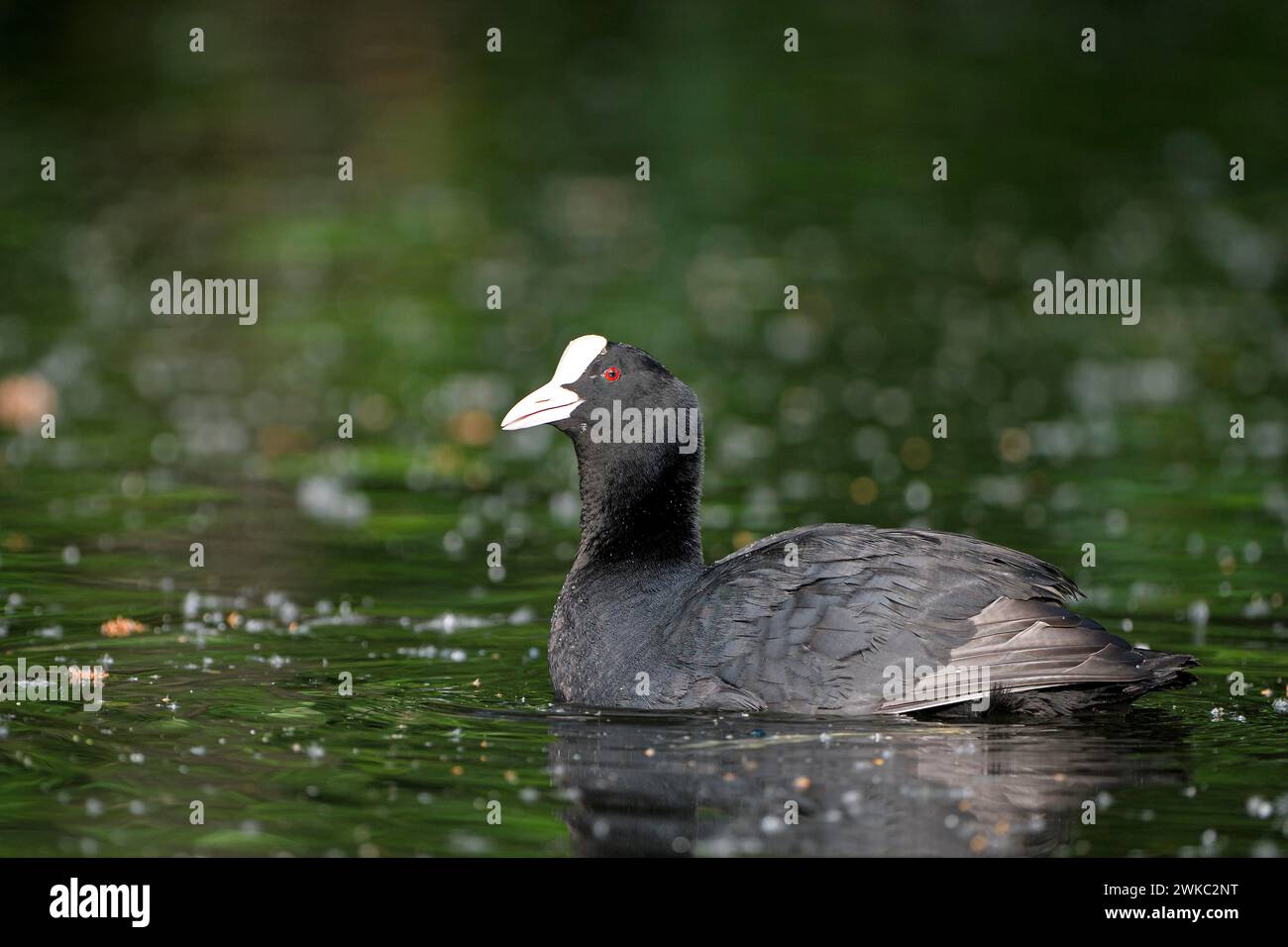 Râle de Coot Eurasian, Coot (Fulica atra), oiseau adulte, Krickenbecker vu, Rhénanie du Nord-Westphalie, Allemagne Banque D'Images