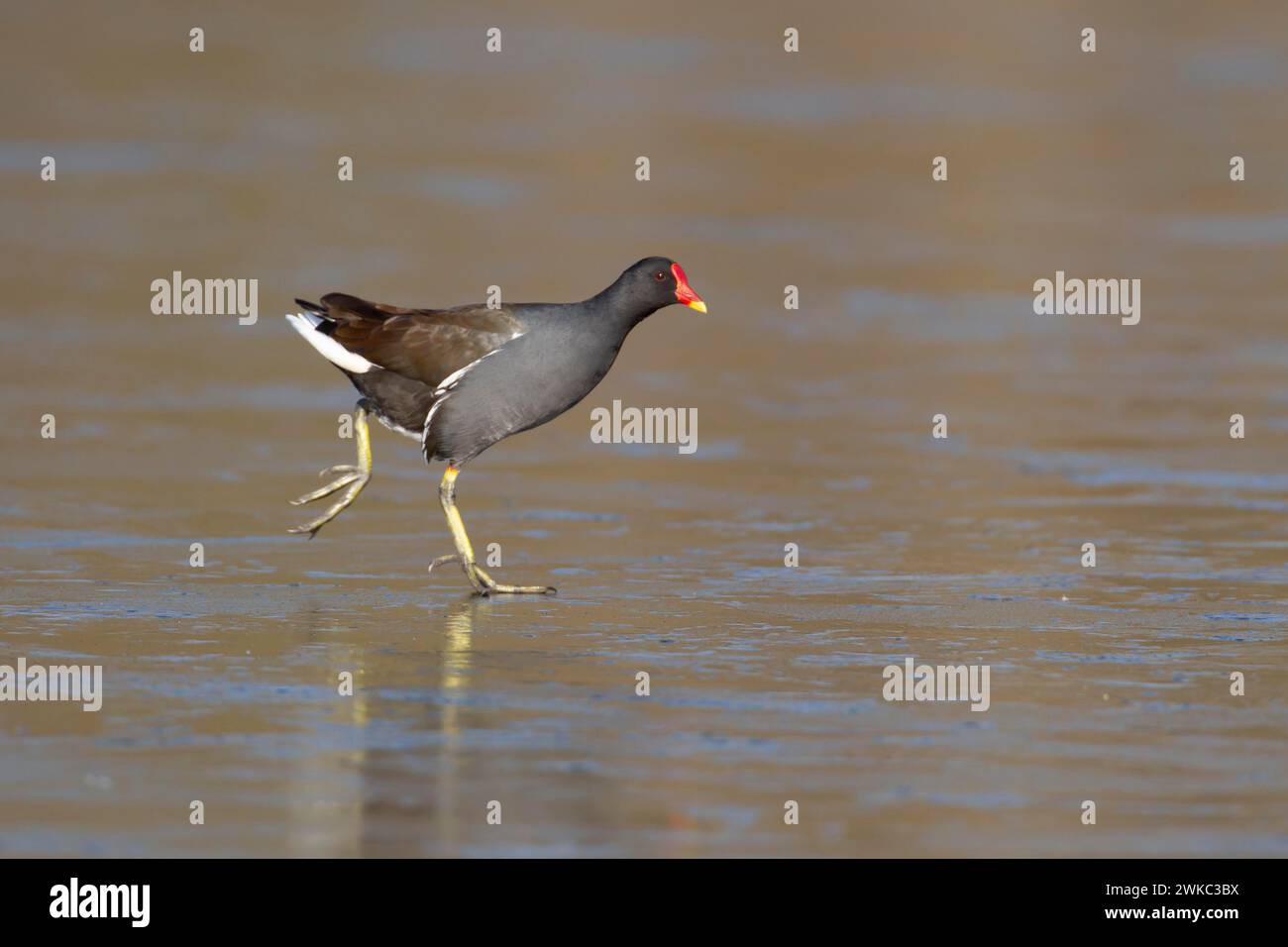 Moorhen (Gallinula chloropus) oiseau adulte sur un lac gelé, Angleterre, Royaume-Uni Banque D'Images