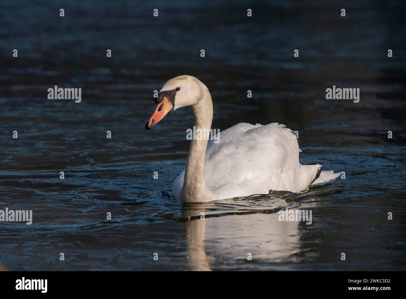 Cygne muet (Cygnus olor) oiseau adulte sur un lac gelé, Angleterre, Royaume-Uni Banque D'Images