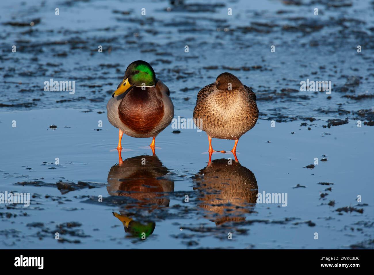 Canard colvert (Anas platyrhynchos) oiseaux adultes mâles et femelles debout sur un lac gelé, Angleterre, Royaume-Uni Banque D'Images