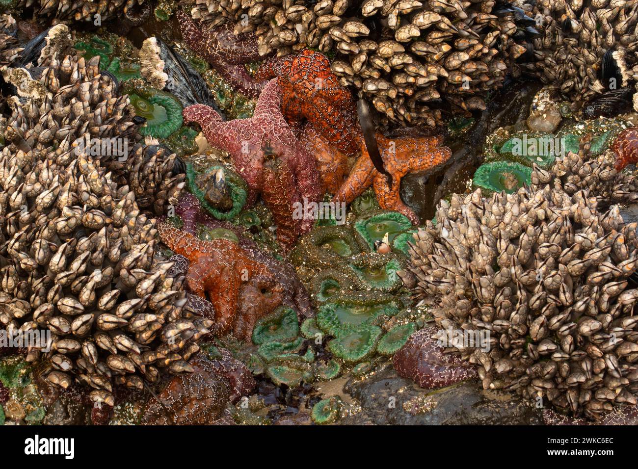 Étoiles de mer ocre (Pisaster ochracous) avec balanes à col de cygne (Pollicipes polymerus) et anémone géante de la mer verte (Anthopleura xanthogrammica), Yachats Banque D'Images