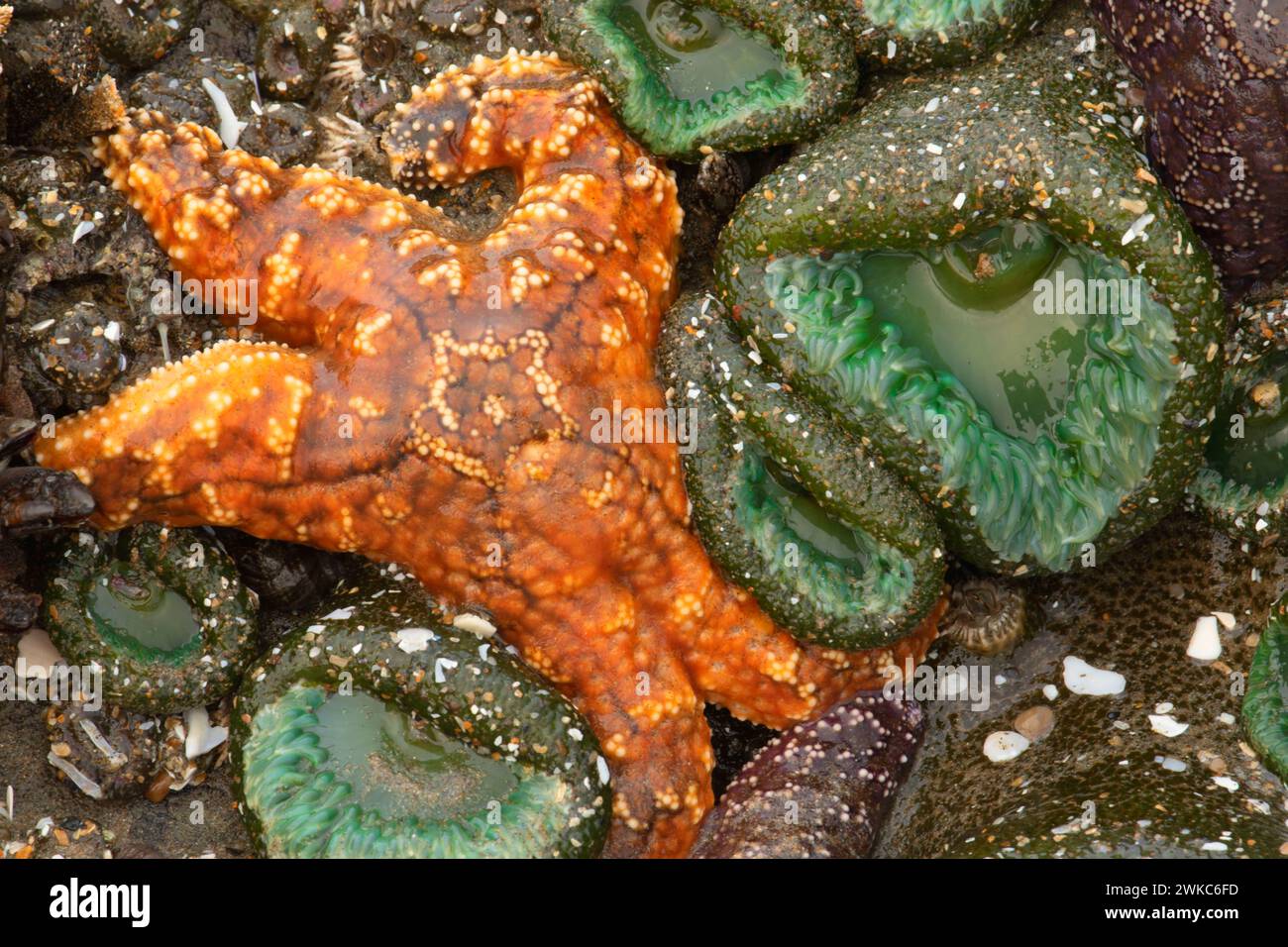 Étoile de mer ocre (ocracée de Pisaster) avec anémone géante de la mer verte (Anthopleura xanthogrammica), Yachats State Park, Oregon Banque D'Images