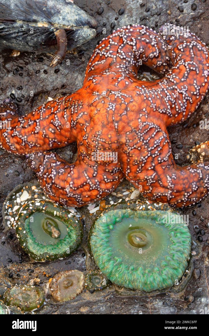 Étoile de mer ocre (ocracée de Pisaster) avec anémone géante de la mer verte (Anthopleura xanthogrammica), Yachats State Park, Oregon Banque D'Images