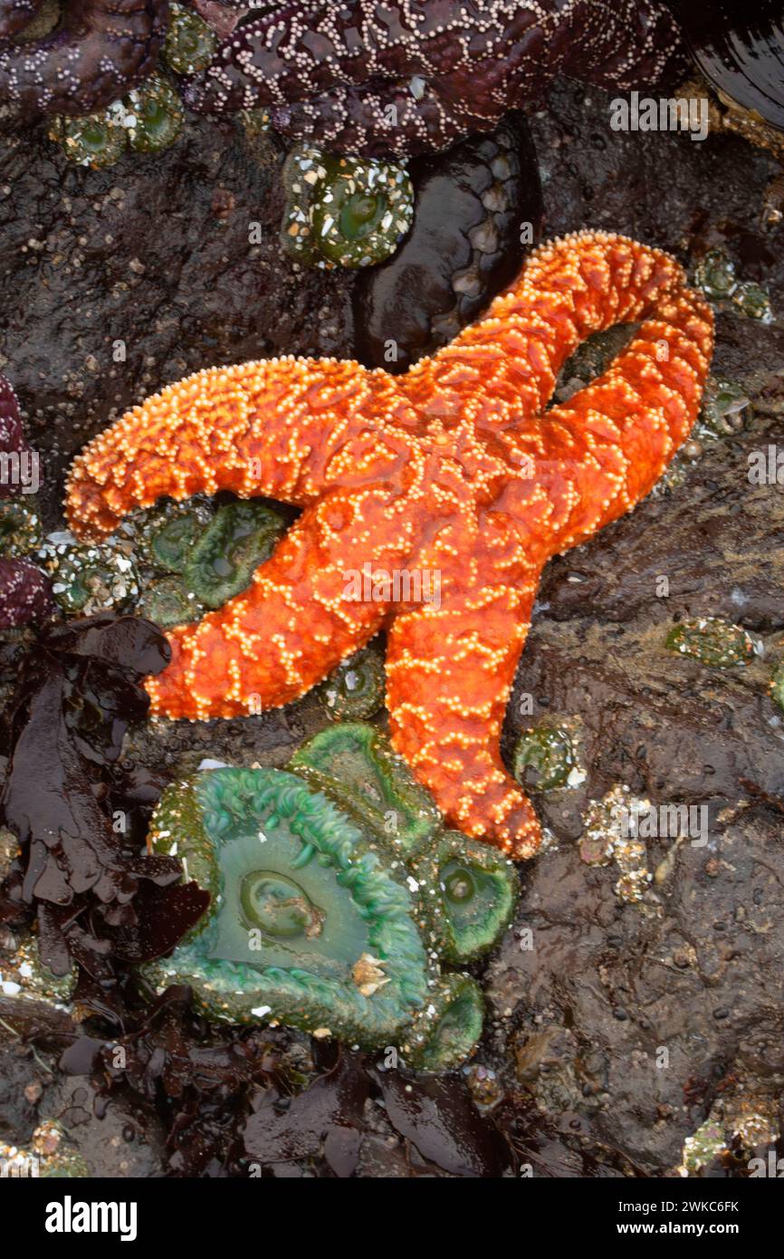 Étoile de mer ocre (ocracée de Pisaster) avec anémone géante de la mer verte (Anthopleura xanthogrammica), Yachats State Park, Oregon Banque D'Images