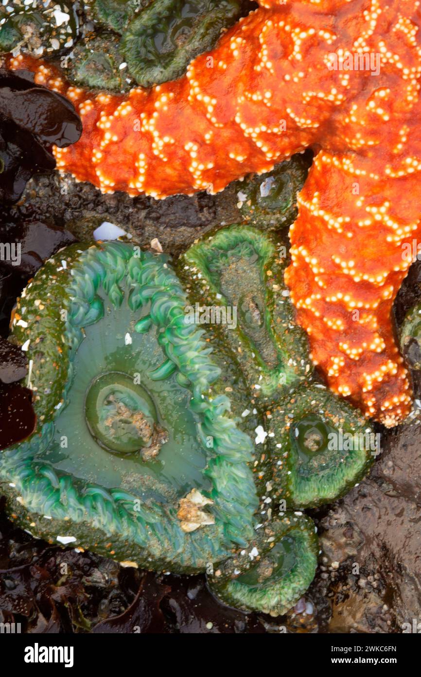 Étoile de mer ocre (ocracée de Pisaster) avec anémone géante de la mer verte (Anthopleura xanthogrammica), Yachats State Park, Oregon Banque D'Images