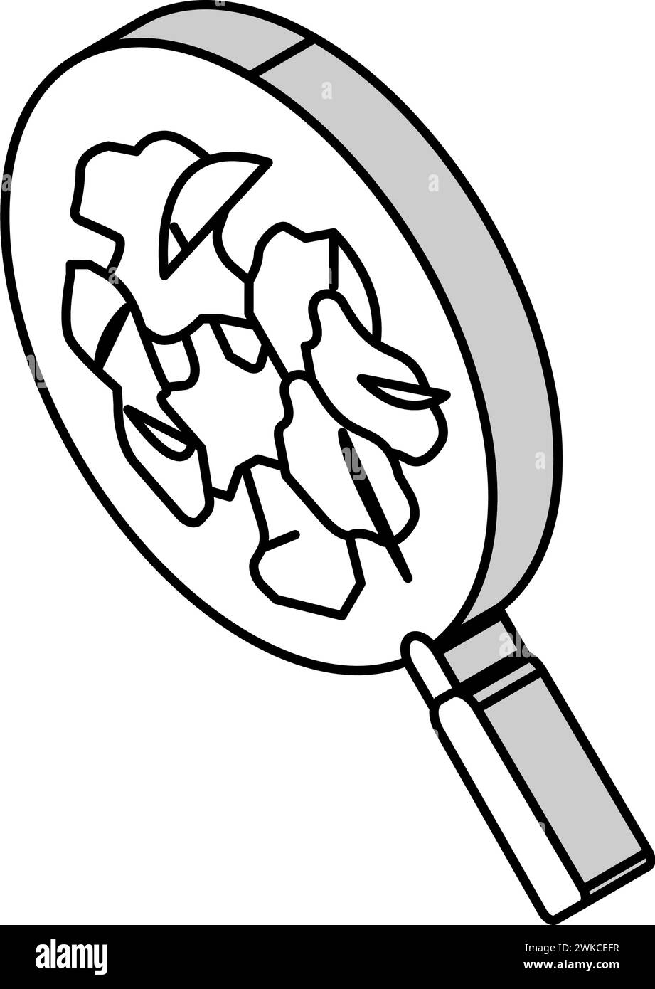 illustration vectorielle d'icône isométrique d'épinards bruts Illustration de Vecteur